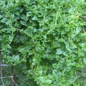 Meet your Posher, Vivian